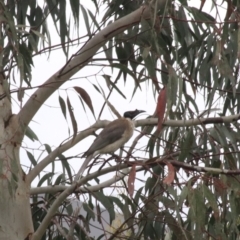 Philemon corniculatus (Noisy Friarbird) at Goulburn, NSW - 5 Nov 2021 by Rixon