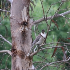 Philemon corniculatus at Goulburn, NSW - 5 Nov 2021