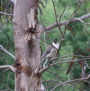 Philemon corniculatus at Goulburn, NSW - 5 Nov 2021