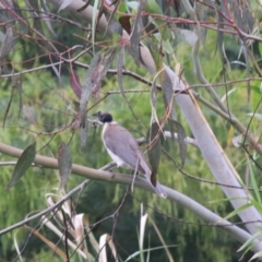 Philemon corniculatus at Goulburn, NSW - 5 Nov 2021