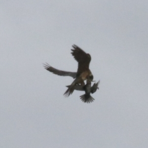 Falco longipennis at Goulburn, NSW - 5 Nov 2021 01:11 PM