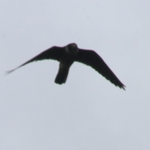 Falco longipennis at Goulburn, NSW - 5 Nov 2021