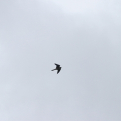 Falco longipennis at Goulburn, NSW - 5 Nov 2021 01:11 PM