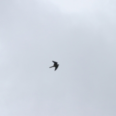 Falco longipennis at Goulburn, NSW - 5 Nov 2021