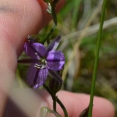 Thysanotus patersonii (Twining Fringe Lily) at Yass River, NSW - 22 Oct 2021 by 120Acres