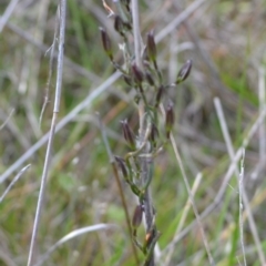 Thysanotus patersonii at Yass River, NSW - suppressed