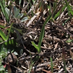 Tympanocryptis osbornei (Monaro Grassland Earless Dragon) at Top Hut TSR - 30 Oct 2021 by AndyRoo