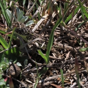 Tympanocryptis osbornei at Dry Plain, NSW - 30 Oct 2021