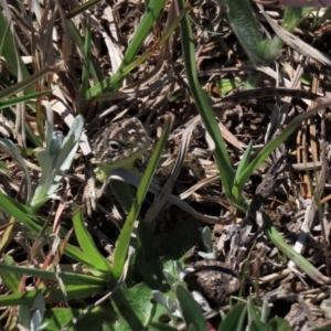 Tympanocryptis osbornei at Dry Plain, NSW - suppressed