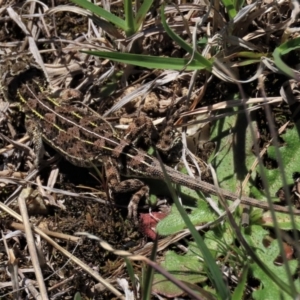 Tympanocryptis osbornei at Dry Plain, NSW - suppressed