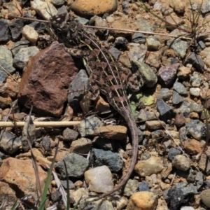 Tympanocryptis osbornei at Dry Plain, NSW - suppressed