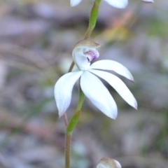 Caladenia moschata (Musky caps) at Yass River, NSW - 27 Oct 2021 by 120Acres