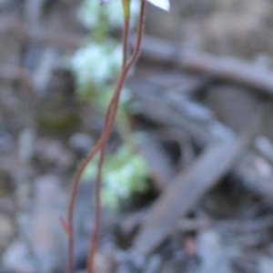 Caladenia moschata at Yass River, NSW - 25 Oct 2021