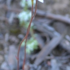 Caladenia moschata (Musky caps) at Yass River, NSW - 25 Oct 2021 by 120Acres