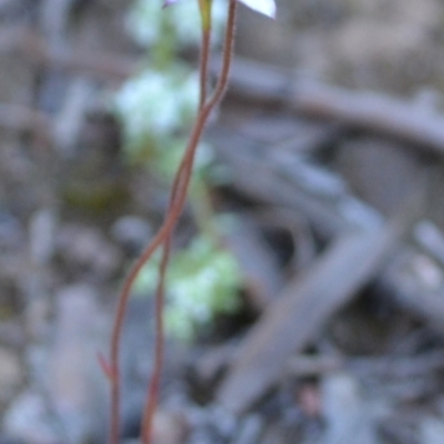 Caladenia moschata (Musky Caps) at Yass River, NSW - 25 Oct 2021 by 120Acres