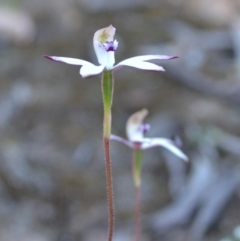 Caladenia moschata at Yass River, NSW - 25 Oct 2021