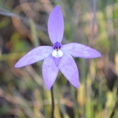 Glossodia major (Wax Lip Orchid) at Yass River, NSW - 1 Oct 2021 by 120Acres