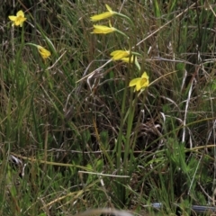 Diuris subalpina (Small Snake Orchid) at Top Hut TSR - 30 Oct 2021 by AndyRoo