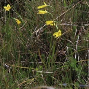 Diuris subalpina at Dry Plain, NSW - 30 Oct 2021