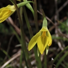 Diuris subalpina at Dry Plain, NSW - suppressed