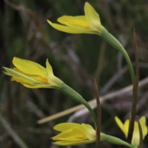 Diuris subalpina at Dry Plain, NSW - 30 Oct 2021