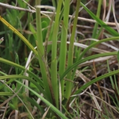 Diuris subalpina at Dry Plain, NSW - suppressed