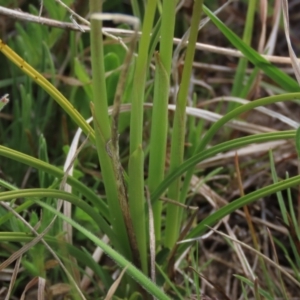 Diuris subalpina at Dry Plain, NSW - 30 Oct 2021