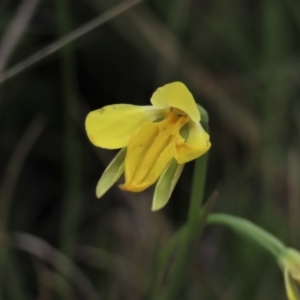 Diuris subalpina at Dry Plain, NSW - 30 Oct 2021