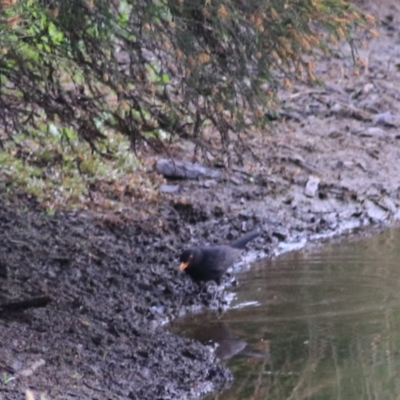 Turdus merula (Eurasian Blackbird) at Goulburn, NSW - 5 Nov 2021 by Rixon