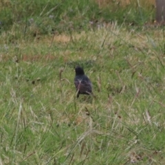 Sturnus vulgaris (Common Starling) at Goulburn, NSW - 5 Nov 2021 by Rixon