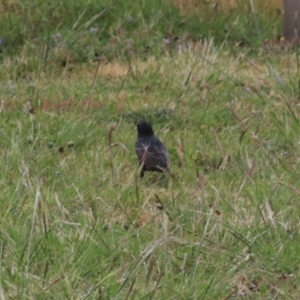 Sturnus vulgaris at Goulburn, NSW - 5 Nov 2021