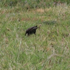 Sturnus vulgaris at Goulburn, NSW - 5 Nov 2021