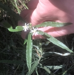 Olearia viscidula (Wallaby Weed) at Marulan, NSW - 31 Oct 2021 by Tapirlord