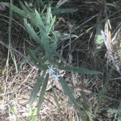 Olearia viscidula at Marulan, NSW - 31 Oct 2021 02:17 PM