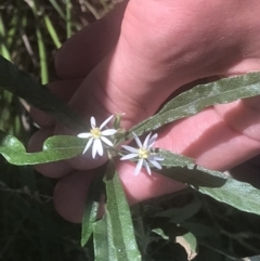 Olearia viscidula at Marulan, NSW - 31 Oct 2021 02:17 PM