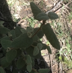 Correa reflexa var. reflexa at Bungonia, NSW - 31 Oct 2021 02:19 PM