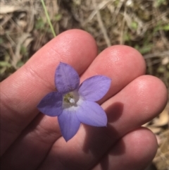Wahlenbergia stricta subsp. stricta (Tall Bluebell) at Bungonia State Conservation Area - 31 Oct 2021 by Tapirlord