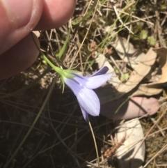 Wahlenbergia stricta subsp. stricta at Bungonia, NSW - 31 Oct 2021