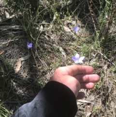 Wahlenbergia stricta subsp. stricta at Bungonia, NSW - 31 Oct 2021