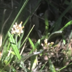 Euchiton japonicus (Creeping Cudweed) at Bungonia, NSW - 31 Oct 2021 by Tapirlord