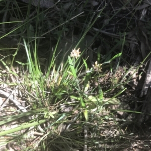 Euchiton japonicus at Bungonia, NSW - 31 Oct 2021