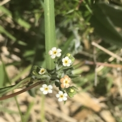 Hackelia suaveolens (Sweet Hounds Tongue) at Bungonia, NSW - 31 Oct 2021 by Tapirlord