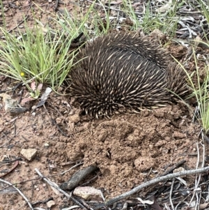 Tachyglossus aculeatus at Hackett, ACT - 5 Nov 2021