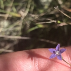 Wahlenbergia luteola (Yellowish Bluebell) at Bungonia, NSW - 31 Oct 2021 by Tapirlord