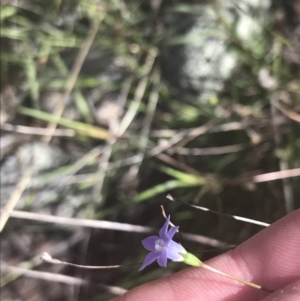 Wahlenbergia luteola at Bungonia, NSW - 31 Oct 2021