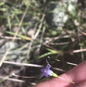 Wahlenbergia luteola at Bungonia, NSW - 31 Oct 2021 02:35 PM