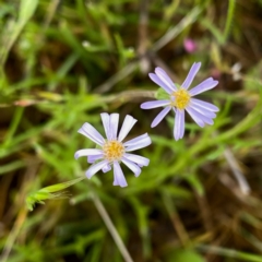 Vittadinia muelleri (Narrow-leafed New Holland Daisy) at Googong, NSW - 5 Nov 2021 by Wandiyali