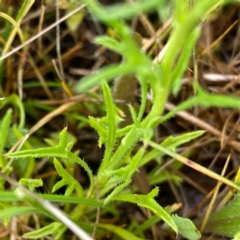 Vittadinia muelleri at Googong, NSW - 5 Nov 2021