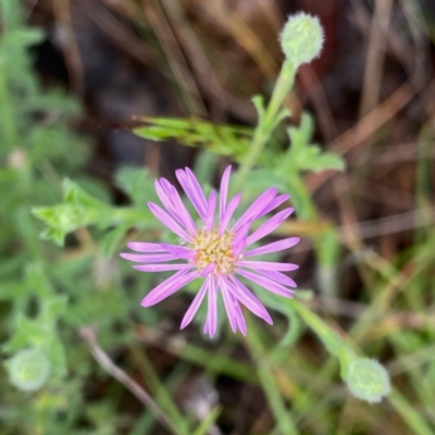 Vittadinia cuneata var. cuneata (Fuzzy New Holland Daisy) at Wandiyali-Environa Conservation Area - 5 Nov 2021 by Wandiyali