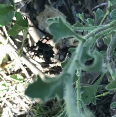 Vittadinia sulcata (Furrowed New Holland Daisy) at Bungonia, NSW - 31 Oct 2021 by Tapirlord